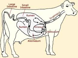 cattle - Ben's Animal Science