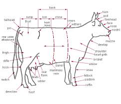cattle - Ben's Animal Science